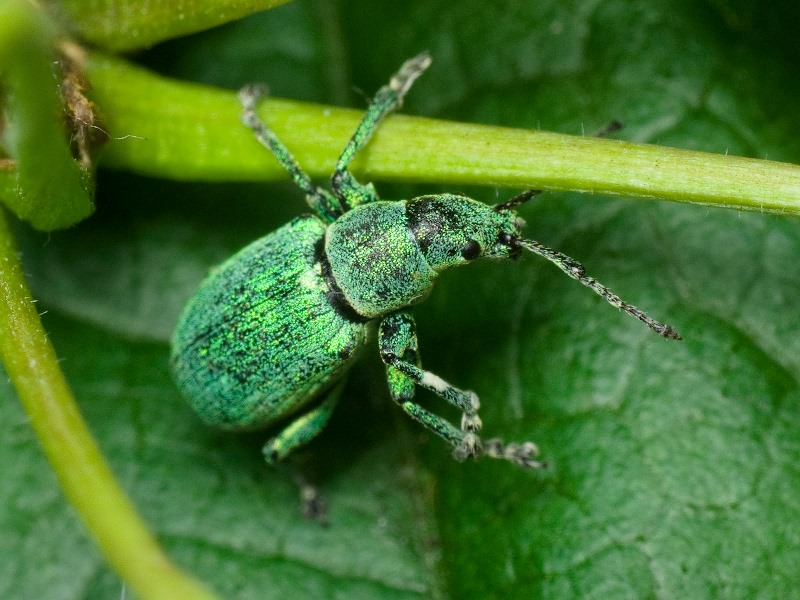 Phyllobius thalassinus Gyllenhal, 1834